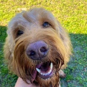 Meet your Posher, Molly